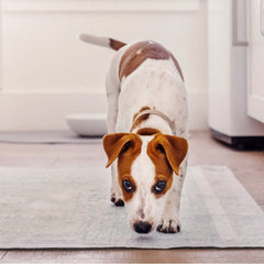 Large - 22" x 23" (75 Count)